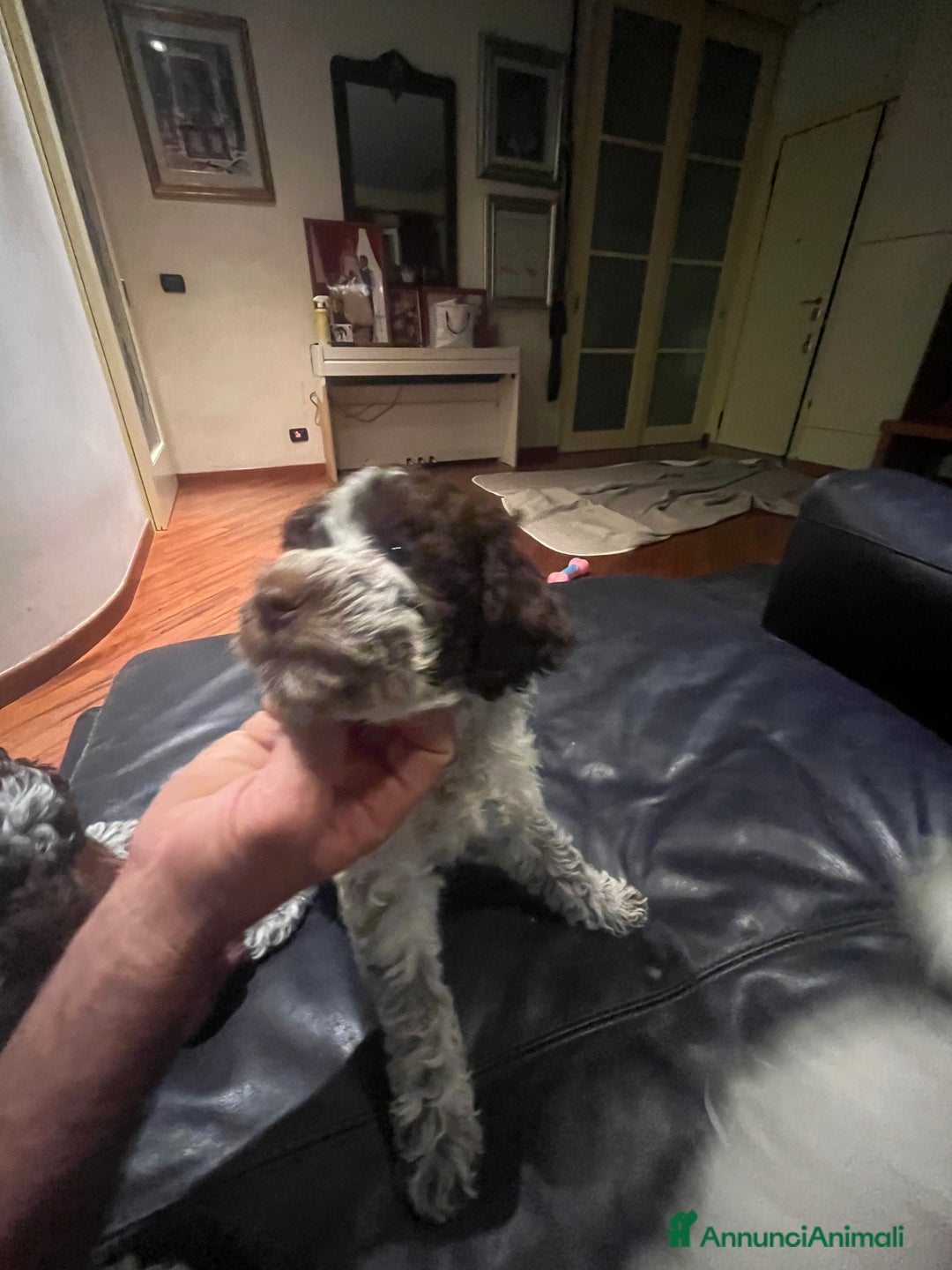 Lagotto cani in vendita: Cucciolo di Lagotto  - Annuncio 3