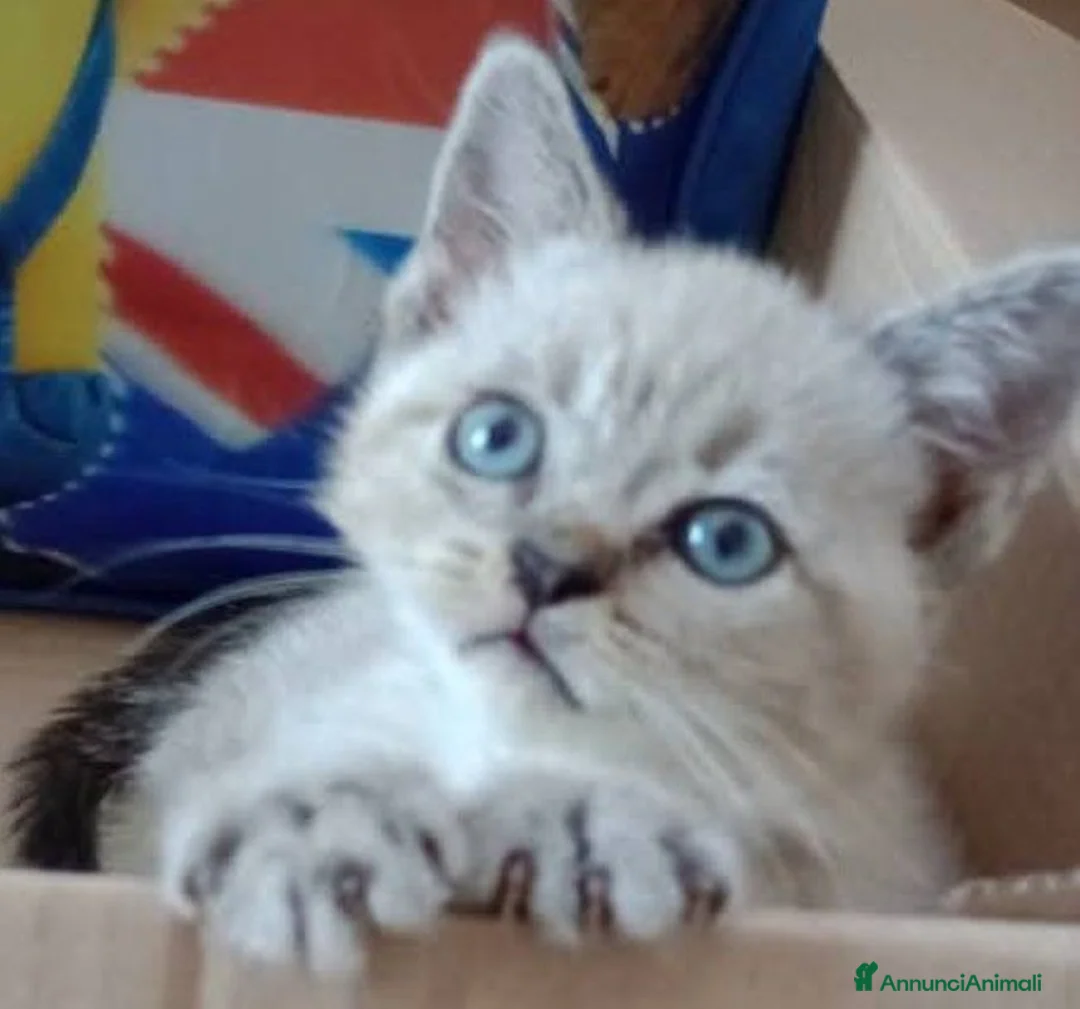 Siamese gatti in vendita: Cucciola di Siamese - Annuncio 2