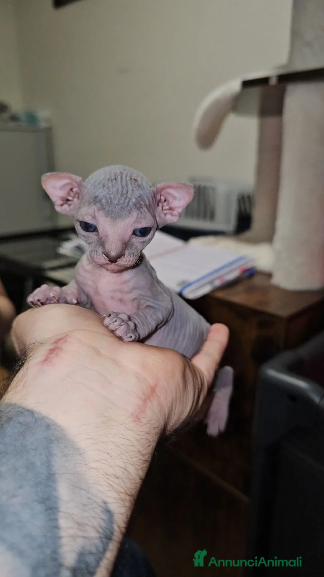 Sphynx gatti in vendita: SphynxCanadian/elf streight cuccioli in vendita a Provincia di Varese - Annuncio 1