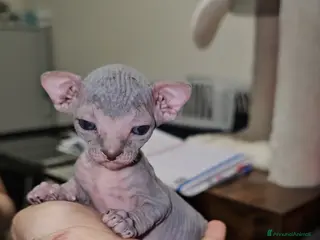 Sphynx gatti SphynxCanadian/elf streight cuccioli in vendita - Annuncio 24