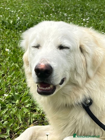 Meticcio cani - Annuncio 9