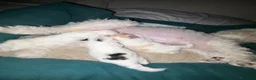 Meticcio cani in vendita: Vendo barboncini  a Città Metropolitana di Napoli - Annuncio 8