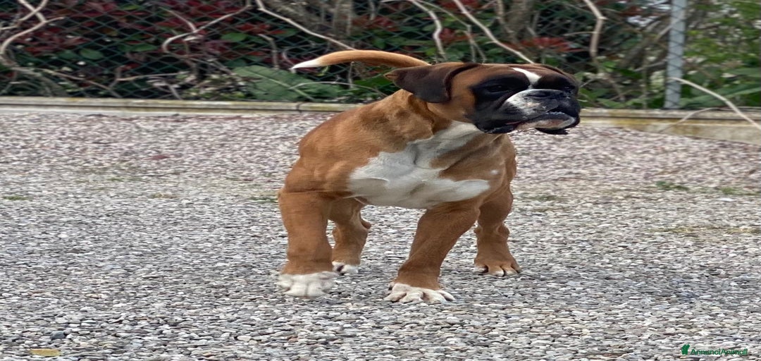 Immagine della galleria {{count}}