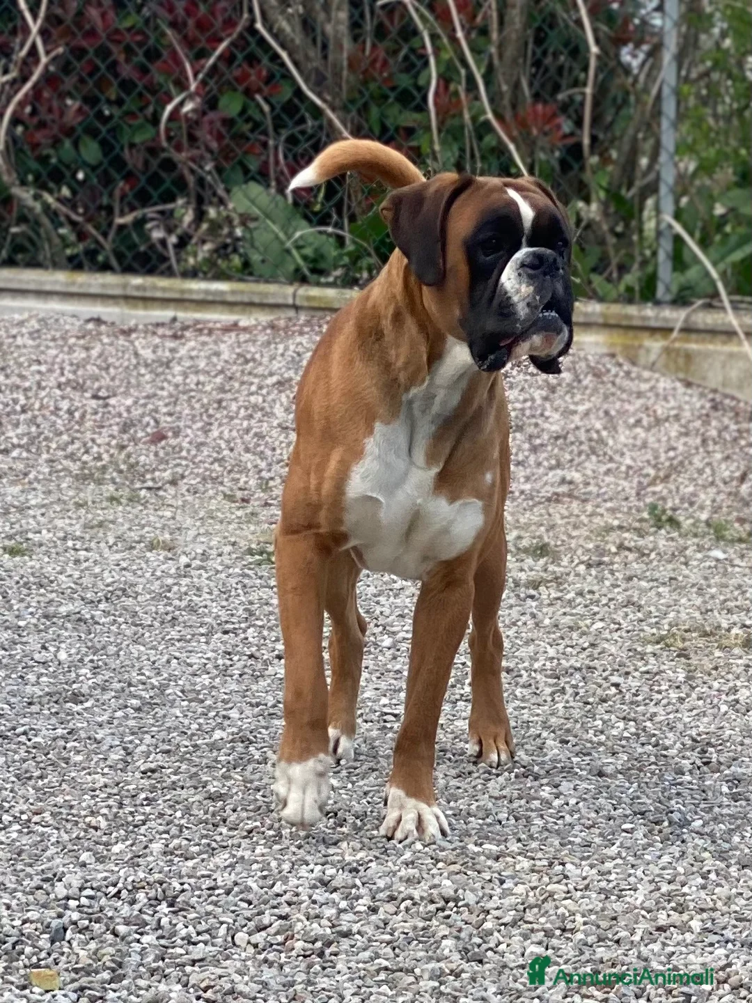 Immagine della galleria {{count}}