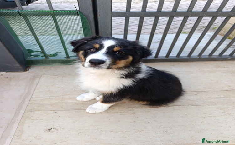 Australian Shepherd cani - Annuncio 1