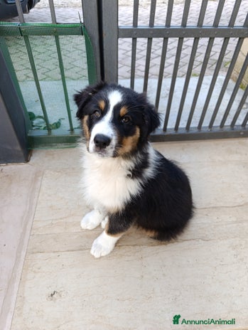 Australian Shepherd cani Cuccioli pastore Australiano con Pedigree - Annuncio 3