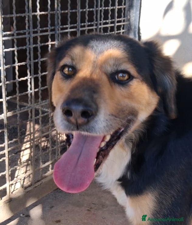 Meticcio cani Gigio: 2 anni, socievole, equilibrato - Annuncio 15