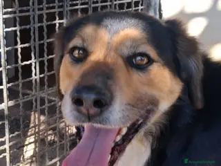 Meticcio cani Gigio: 2 anni, socievole, equilibrato - Annuncio 15