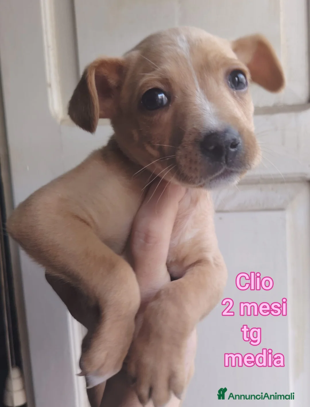 Meticcio cani in regalo: CUCCIOLI BISOGNOSI IN CERCA D'AMORE  - Annuncio 4