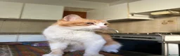 Europeo gatti in regalo: Gatti in adozione! a Provincia di Vicenza - Annuncio 7