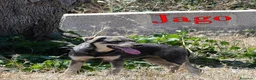 Meticcio cani in regalo: Aron e Jago dolcissimi cuccioli in adozione a Città metropolitana di Milano - Annuncio 6