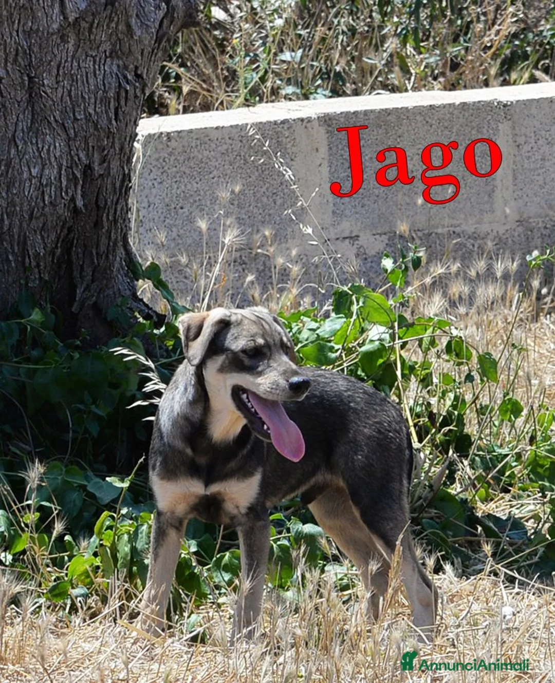 Meticcio cani in regalo: Aron e Jago dolcissimi cuccioli in adozione a Città metropolitana di Milano - Annuncio 6