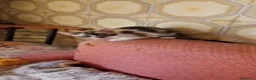 Europeo gatti in regalo: Gattini da adottare - Annuncio 5