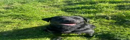 Labrador cani in vendita: LABRADOR RETRIEVER a Provincia di Foggia - Annuncio 1