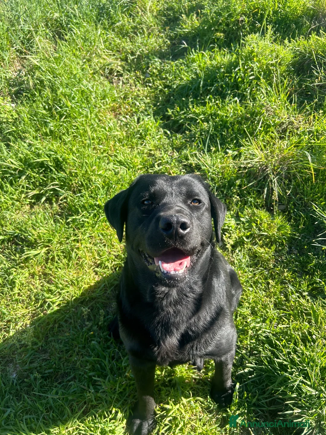 Labrador cani in vendita: LABRADOR RETRIEVER a Provincia di Foggia - Annuncio 1