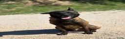 Pastore Belga cani in regalo: Riuk pastore belga malinois in adozione cerca casa - Annuncio 2