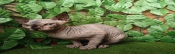 Sphynx gatti in vendita: Gattina spinkns tre mesi Pedigree  - Annuncio 8