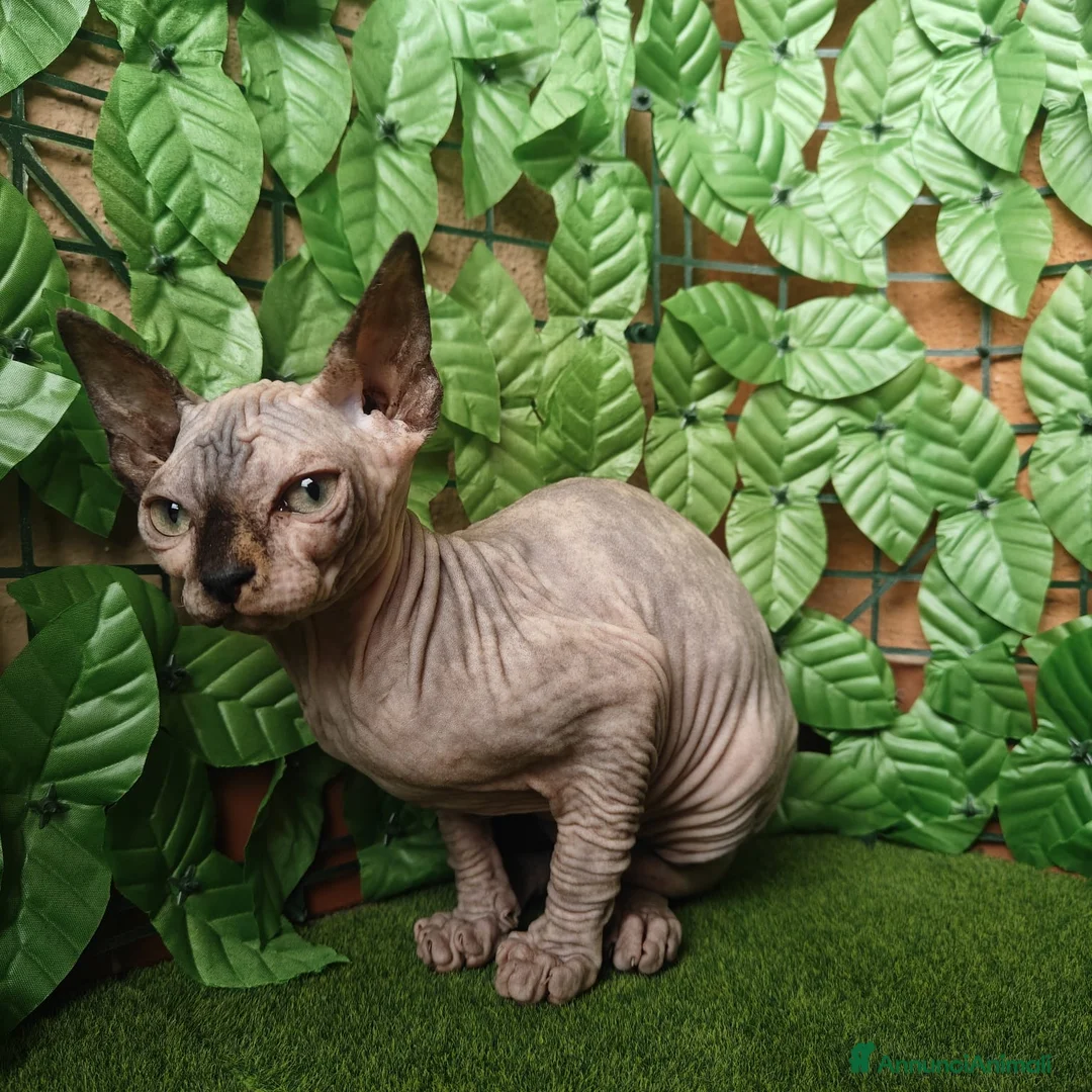 Sphynx gatti in vendita: Gattina spinkns tre mesi Pedigree  - Annuncio 8