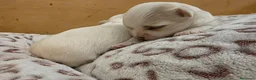 Maltese cani in vendita: Cuccioli di maltese - Annuncio 4
