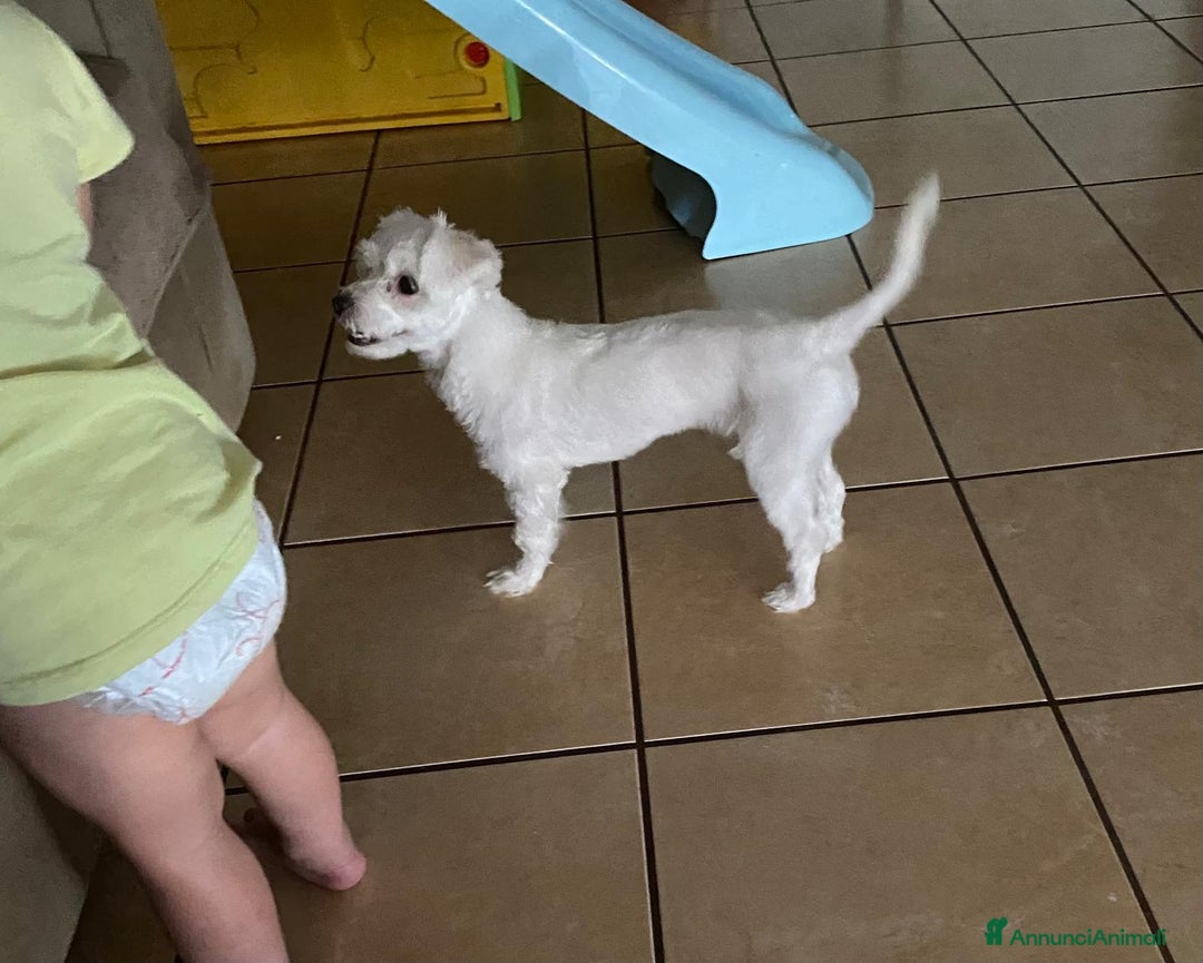 Maltese cani in vendita: Maltese Toy  a Provincia di Arezzo - Immagine 2