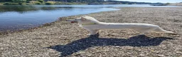 Pastore Svizzero cani in vendita: Cucciolone pastore svizzero bianco - Annuncio 2