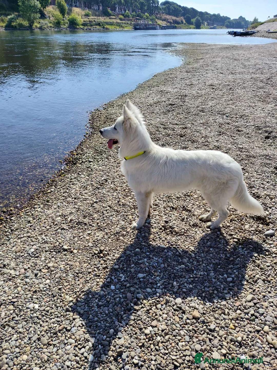 Pastore Svizzero cani in vendita: Cucciolone pastore svizzero bianco - Annuncio 2