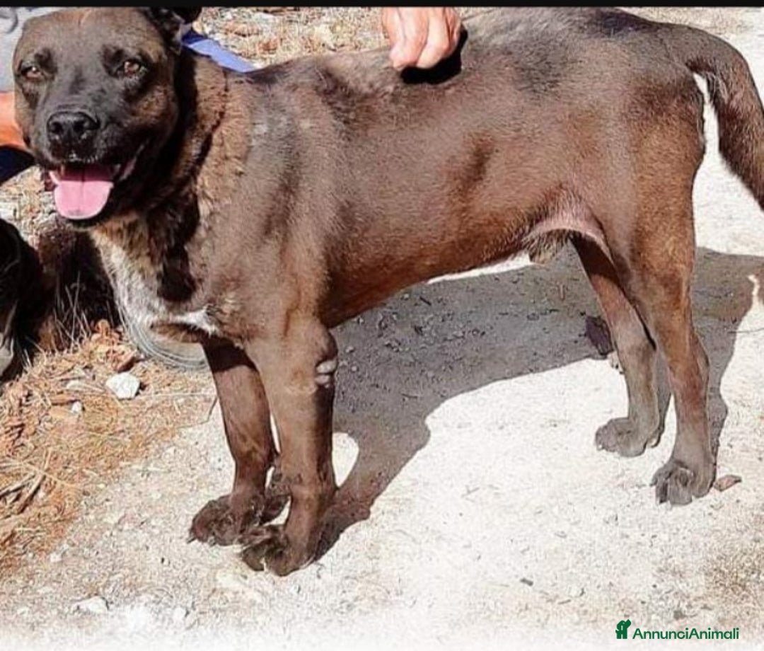 Meticcio cani in regalo: Ruben 5anni nessuno lo sceglie, occhi tristi.LECCE a Città metropolitana di Milano - Annuncio 4