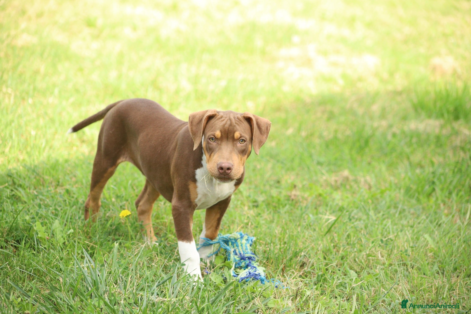 Pitbull cani Cucciolo Red Tricolor con pedigree anche a rate - Annuncio 3