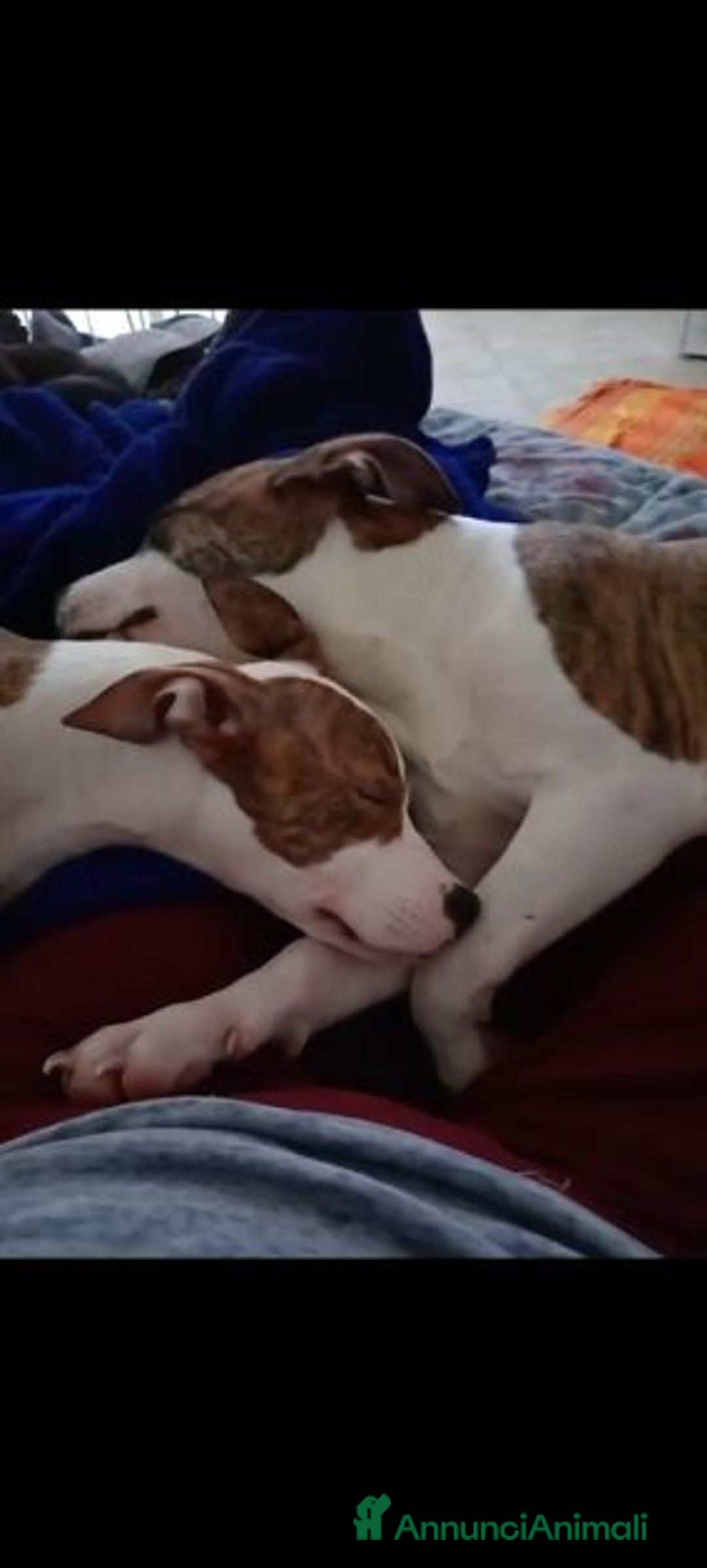 Meticcio cani in regalo: Ultimi 2 cuccioloni ben socializzati - Annuncio 2