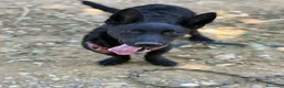 Meticcio cani in regalo: ELIO, fantastico lupetto mignon! TG MEDIO PICCOLA - Annuncio 8