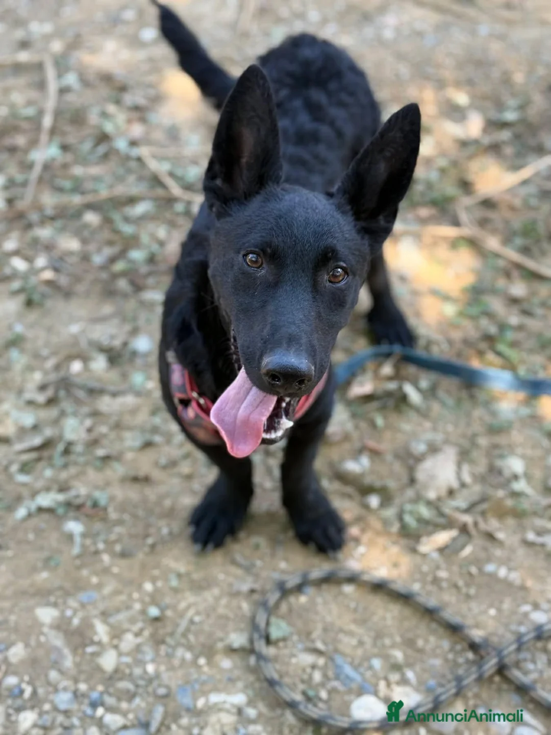 Meticcio cani in regalo: ELIO, fantastico lupetto mignon! TG MEDIO PICCOLA - Annuncio 8