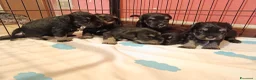 Mini Schnauzer cani in vendita: Cuccioli di Schnauzer nano Nero Argento  - Annuncio 2