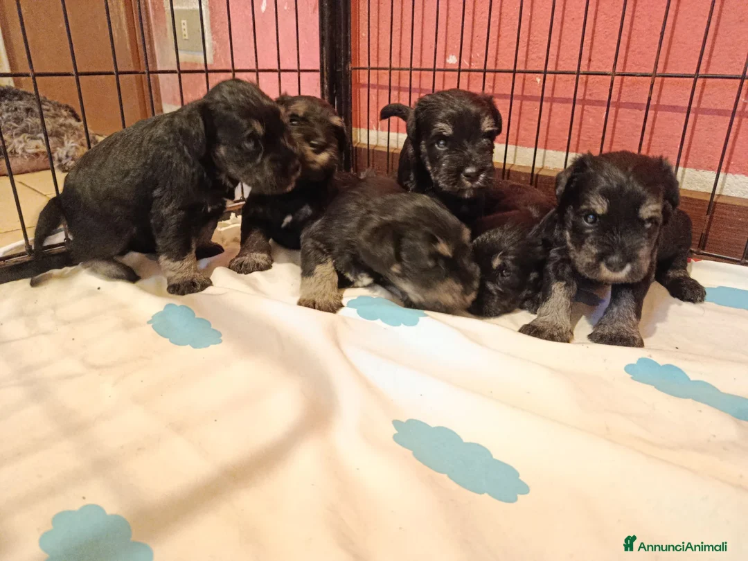 Mini Schnauzer cani in vendita: Cuccioli di Schnauzer nano Nero Argento  - Annuncio 2