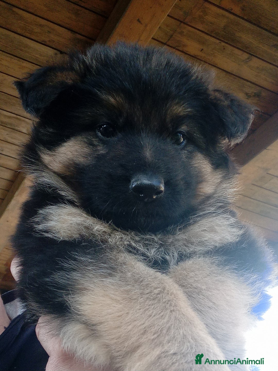 Pastore Tedesco cani in vendita: Cucciola di Pastore Tedesco  - Annuncio 2