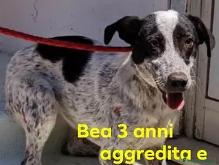 Meticcio cani BEA brava!Aggredita e finita in canile a Città Metropolitana di Torino - Annuncio 42