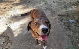 Meticcio cani in regalo: COFFY e ORSO cucciolini  IN REGALO a Città metropolitana di Catania - Immagine 6