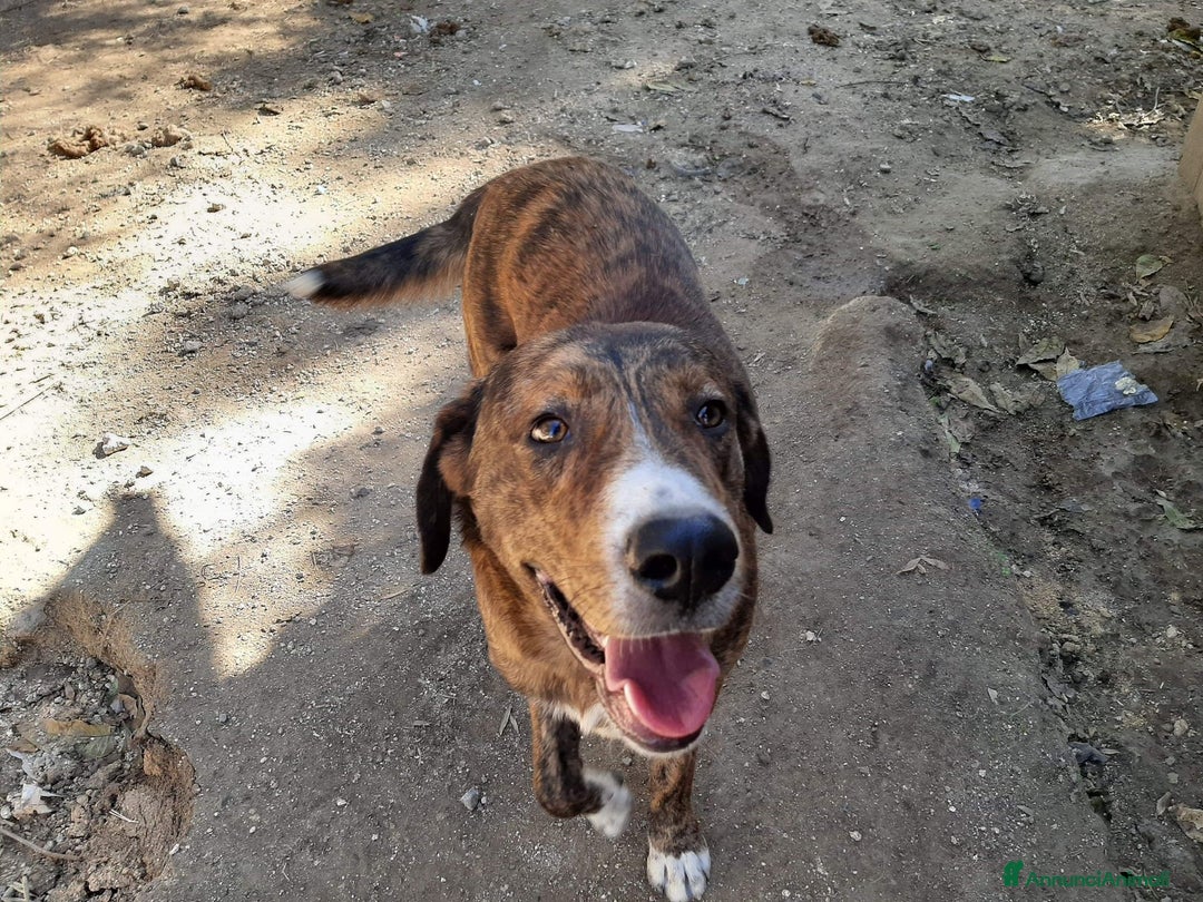 Meticcio cani in regalo: COFFY e ORSO cucciolini  IN REGALO a Città metropolitana di Catania - Immagine 6