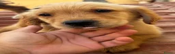 Golden Retriever cani in vendita: Golden Retriever americani - Annuncio 6