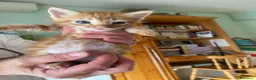 Meticcio gatti in regalo: GATTI ADORABILI a Provincia di Monza e della Brianza - Annuncio 4