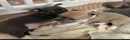 Chihuahua cani in vendita: Cuccioli di chihuahua  - Annuncio 7