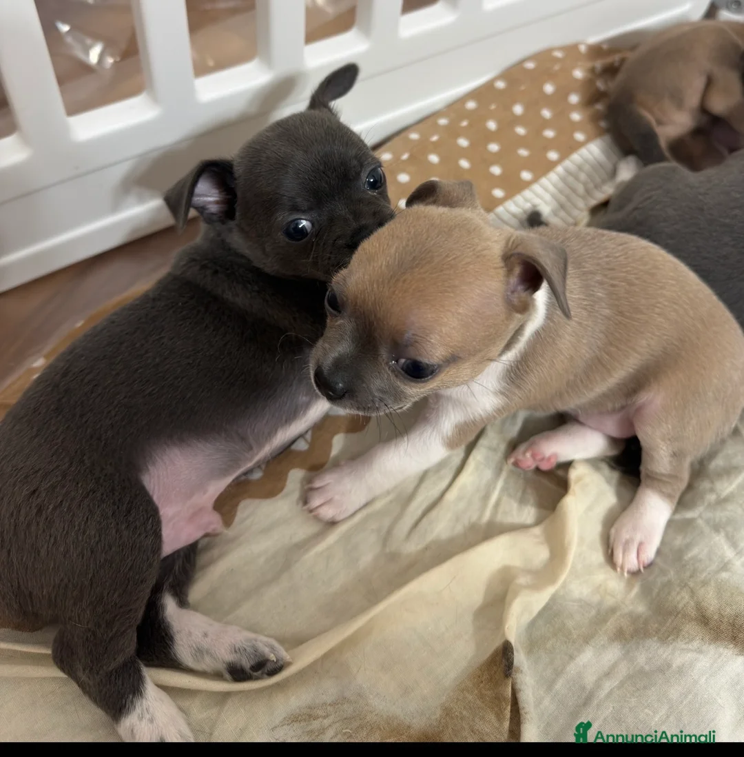 Chihuahua cani in vendita: Cuccioli di chihuahua  - Annuncio 7