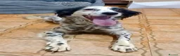 Meticcio cani in regalo: Zayra - Annuncio 2