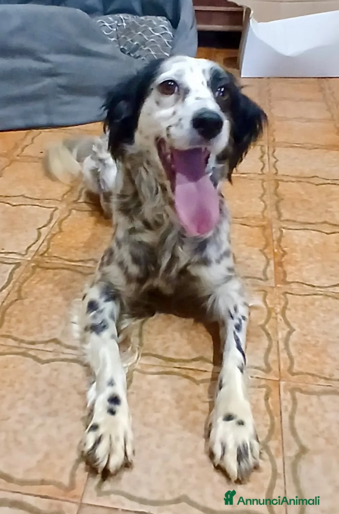 Meticcio cani in regalo: Zayra - Annuncio 2