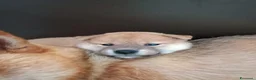 Shiba Inu cani in vendita: Meravigliosi cuccioli di Shiba Inu - Annuncio 2