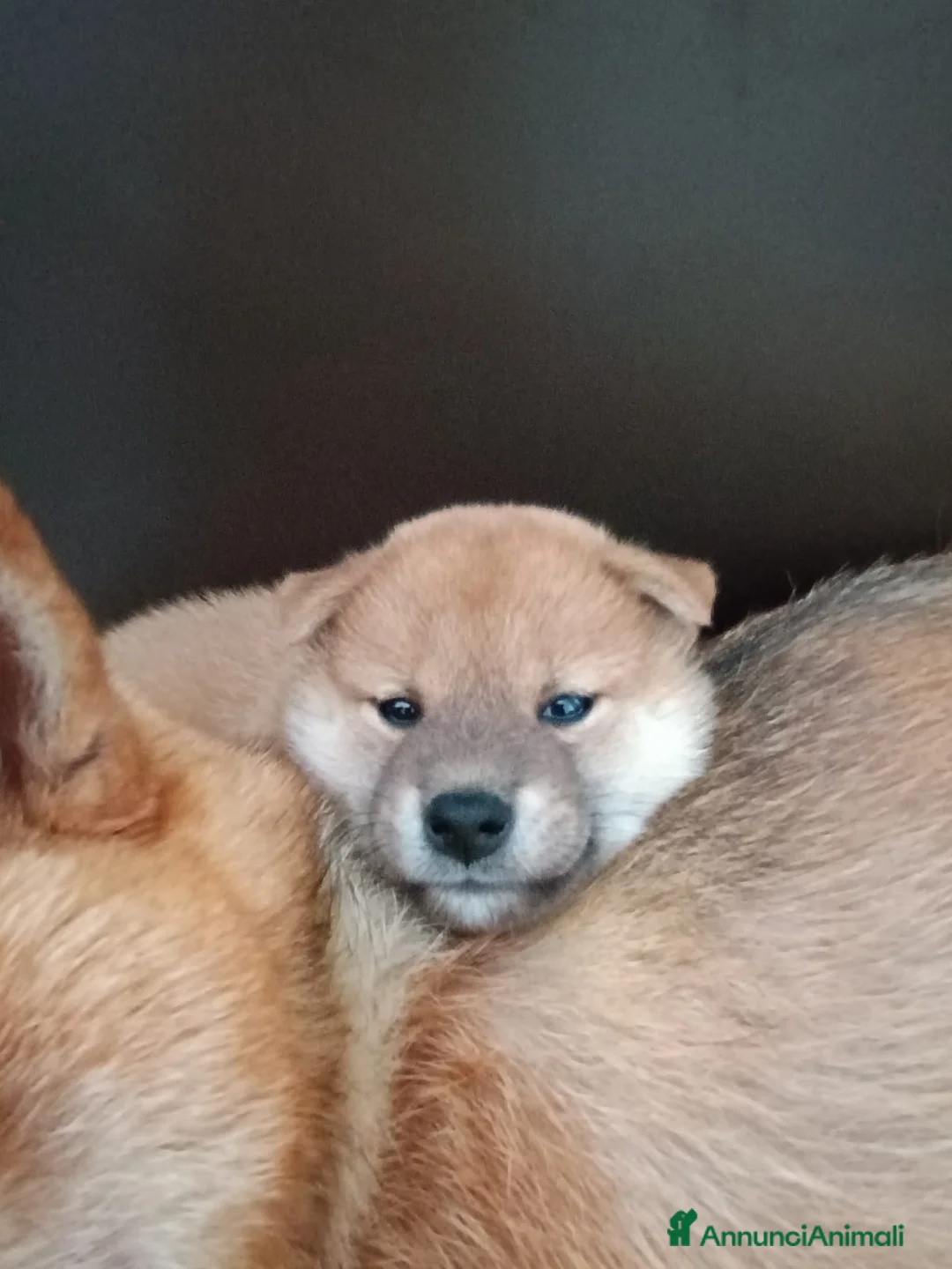 Shiba Inu cani in vendita: Meravigliosi cuccioli di Shiba Inu - Annuncio 2