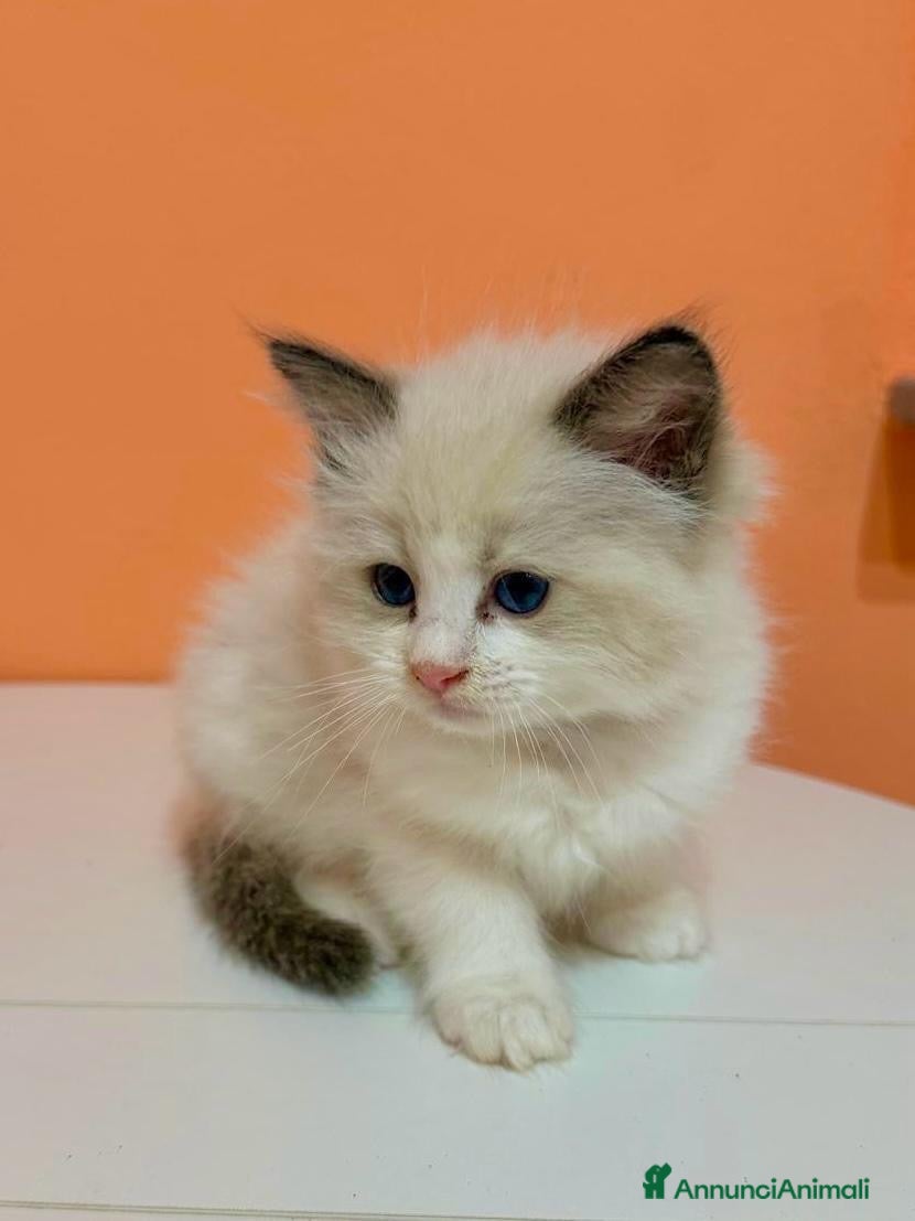 Ragdoll gatti in vendita: cuccioli di ragdoll - Annuncio 1