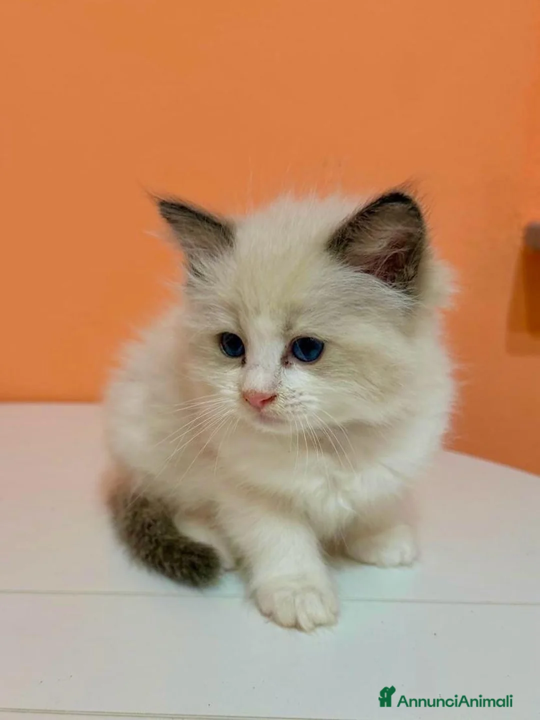 Ragdoll gatti in vendita: cuccioli di ragdoll - Annuncio 1