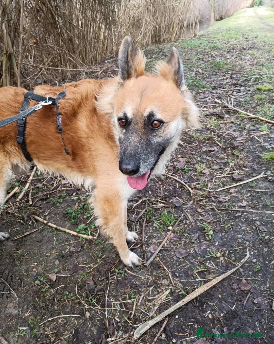 Meticcio cani in regalo: CHANO 💙-nessuno dovrebbe aspettare così a lungo😢 - Annuncio 4