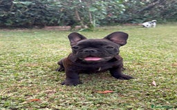 Bulldog Francese cani in vendita: Bulldog francese  a Città metropolitana di Milano - Immagine 3
