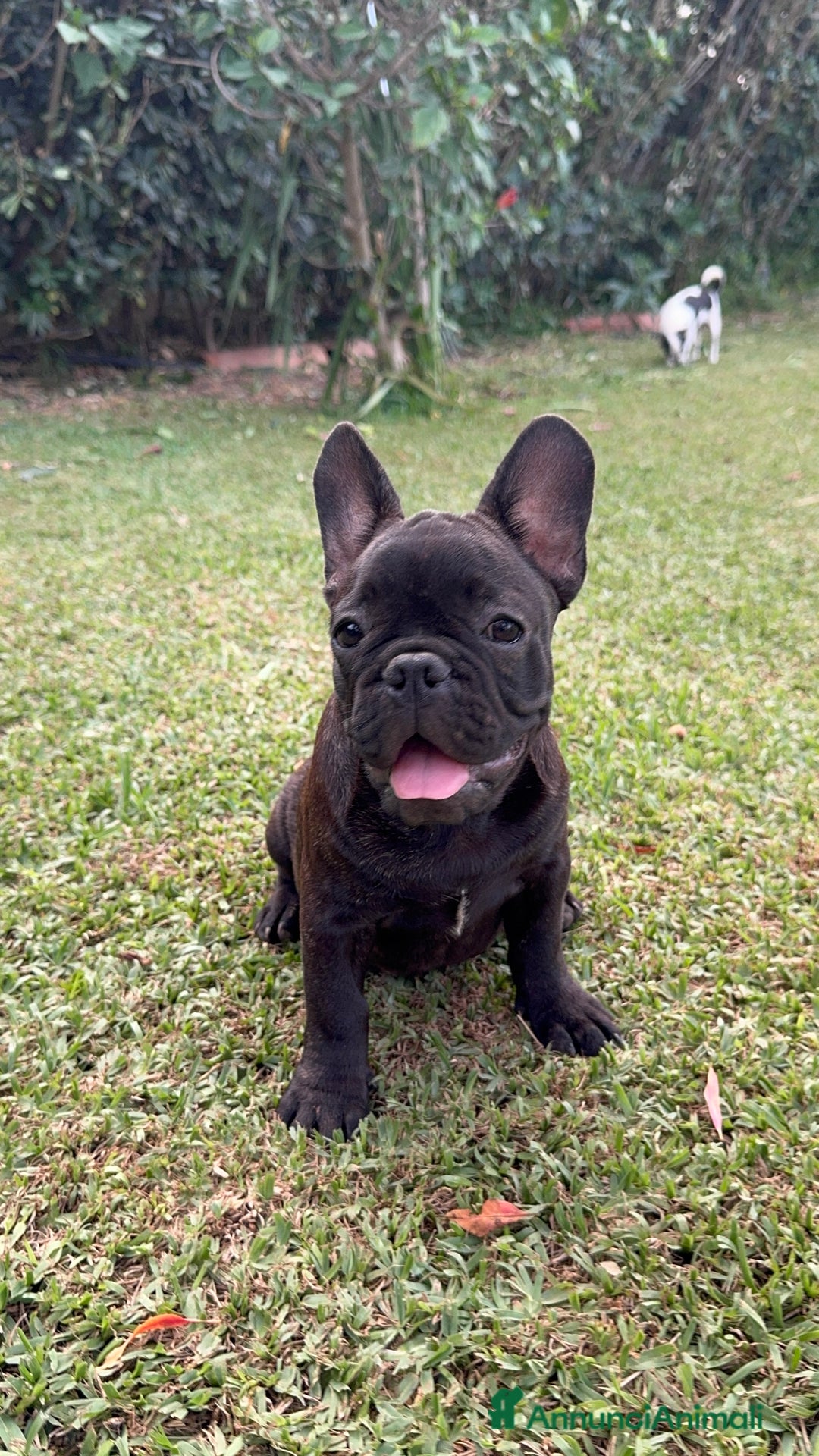 Bulldog Francese cani in vendita: Bulldog francese  a Città metropolitana di Milano - Immagine 3